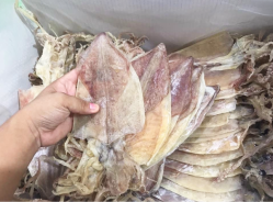Khô mực Câu 80